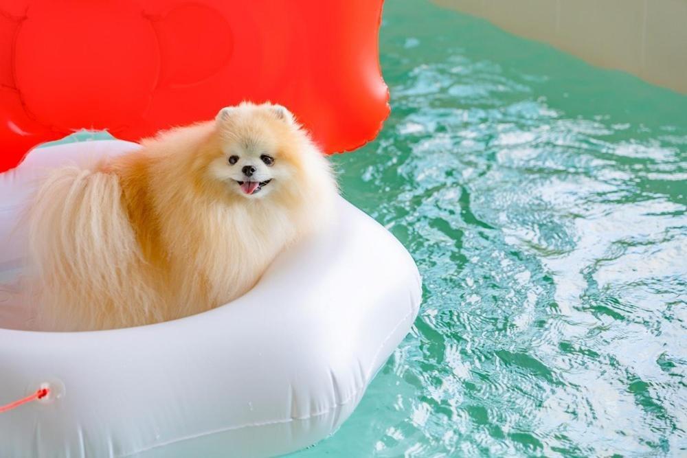 Taean Dog Day Pet Pool Villa Exterior foto